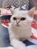 김*진